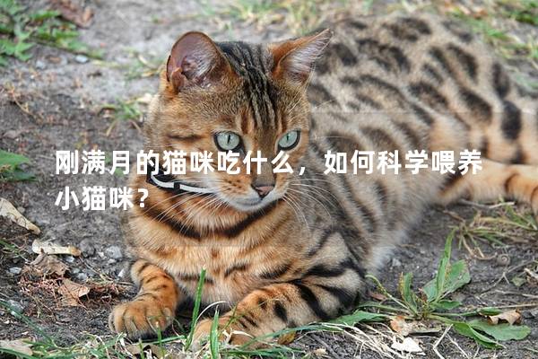 刚满月的猫咪吃什么，如何科学喂养小猫咪？