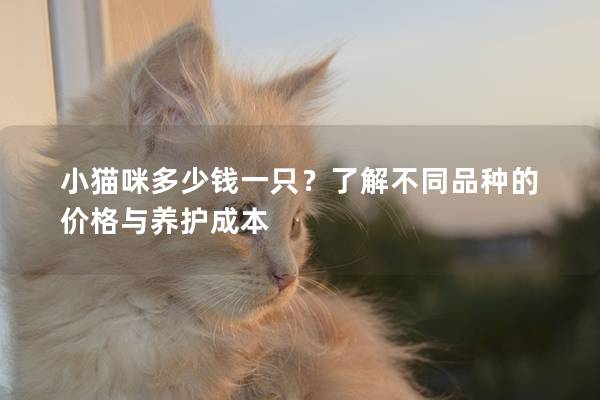 小猫咪多少钱一只？了解不同品种的价格与养护成本