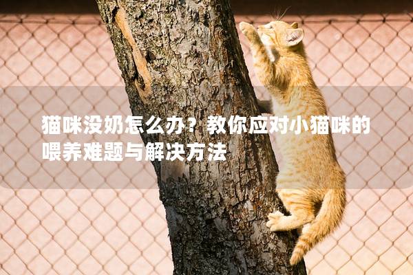 猫咪没奶怎么办？教你应对小猫咪的喂养难题与解决方法