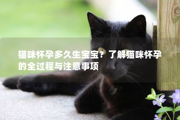 猫咪怀孕多久生宝宝？了解猫咪怀孕的全过程与注意事项