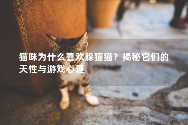 猫咪为什么喜欢躲猫猫？揭秘它们的天性与游戏心理