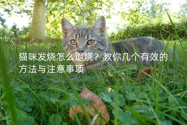 猫咪发烧怎么退烧？教你几个有效的方法与注意事项