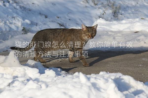 猫的肛门腺怎么清理？教你简单有效的清理方法与注意事项