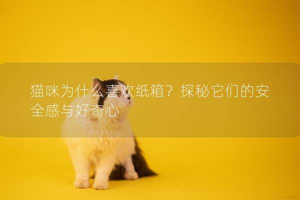 猫咪为什么喜欢纸箱？探秘它们的安全感与好奇心