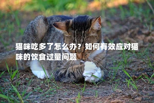 猫咪吃多了怎么办？如何有效应对猫咪的饮食过量问题