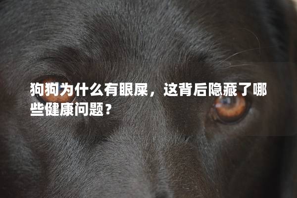 狗狗为什么有眼屎，这背后隐藏了哪些健康问题？