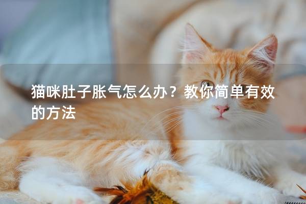 猫咪肚子胀气怎么办？教你简单有效的方法