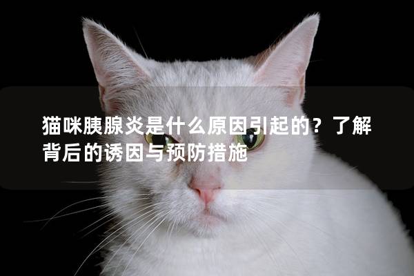 猫咪胰腺炎是什么原因引起的？了解背后的诱因与预防措施