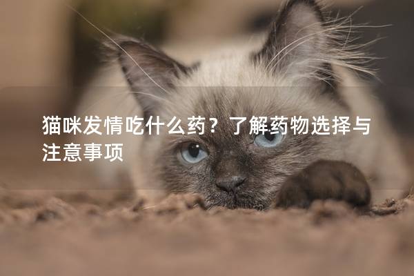 猫咪发情吃什么药？了解药物选择与注意事项