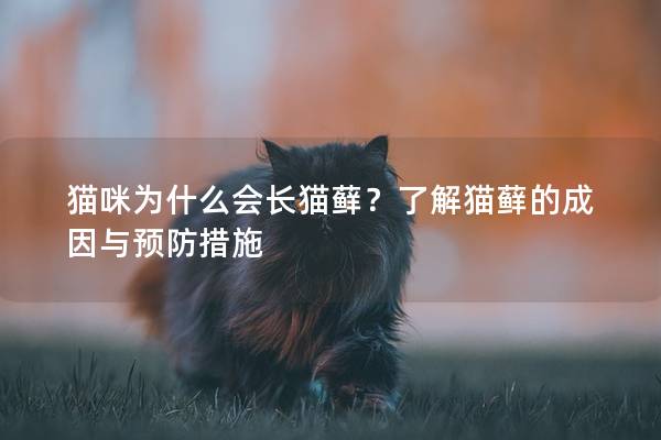 猫咪为什么会长猫藓？了解猫藓的成因与预防措施