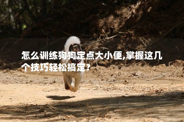怎么训练狗狗定点大小便,掌握这几个技巧轻松搞定？