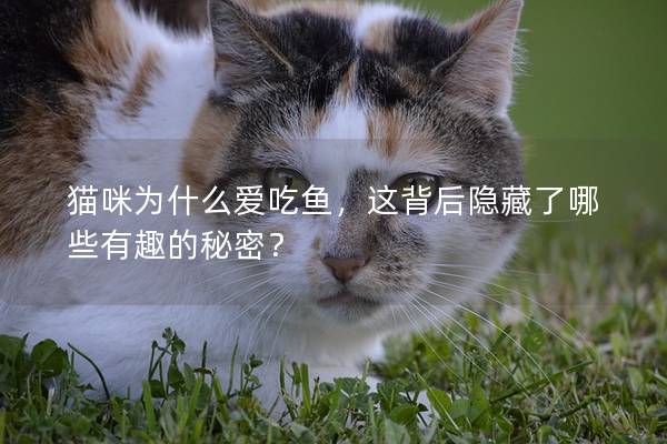 猫咪为什么爱吃鱼，这背后隐藏了哪些有趣的秘密？