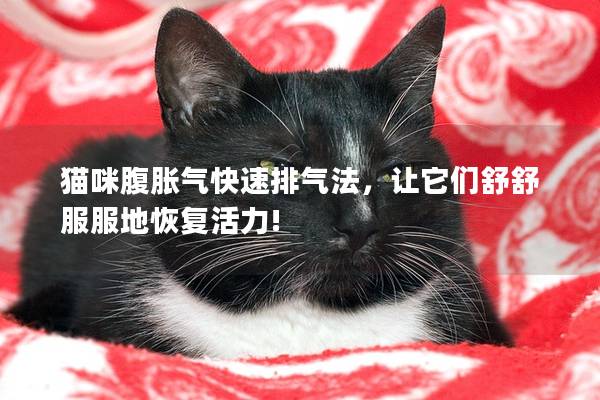 猫咪腹胀气快速排气法，让它们舒舒服服地恢复活力!