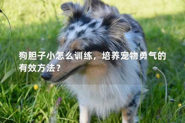 狗胆子小怎么训练，培养宠物勇气的有效方法？