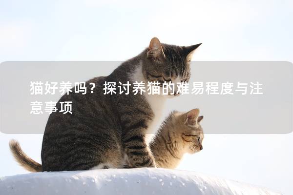 猫好养吗？探讨养猫的难易程度与注意事项