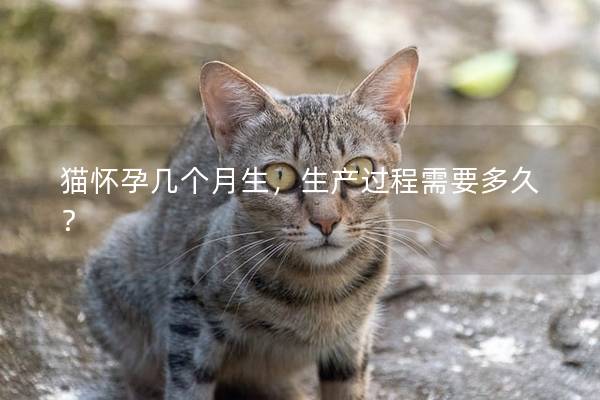 猫怀孕几个月生，生产过程需要多久？