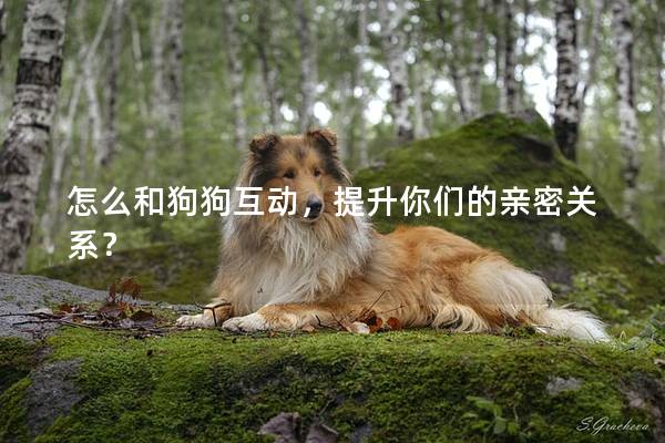 怎么和狗狗互动，提升你们的亲密关系？