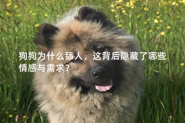 狗狗为什么舔人，这背后隐藏了哪些情感与需求？