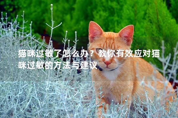 猫咪过敏了怎么办？教你有效应对猫咪过敏的方法与建议