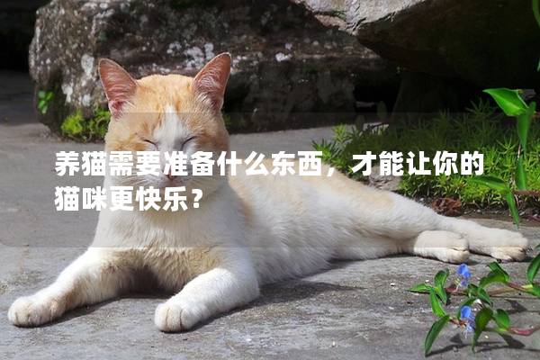 养猫需要准备什么东西，才能让你的猫咪更快乐？