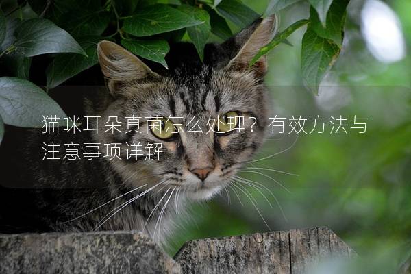 猫咪耳朵真菌怎么处理？有效方法与注意事项详解