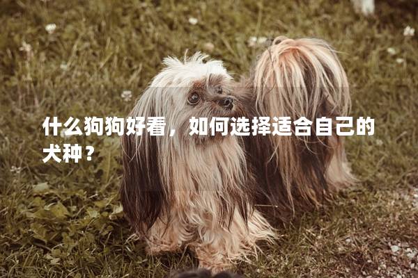 什么狗狗好看，如何选择适合自己的犬种？