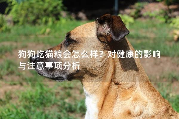 狗狗吃猫粮会怎么样？对健康的影响与注意事项分析