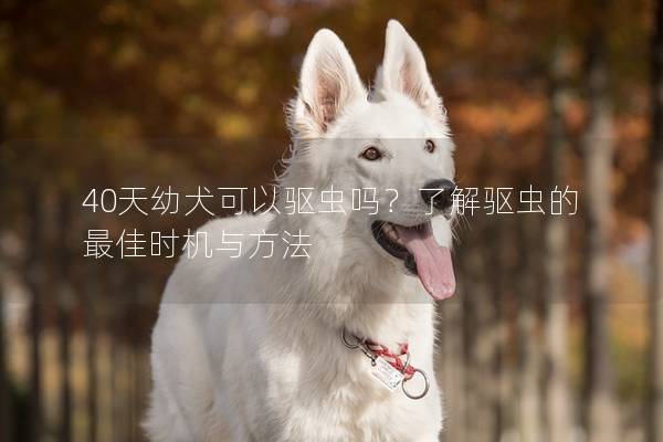 40天幼犬可以驱虫吗？了解驱虫的最佳时机与方法