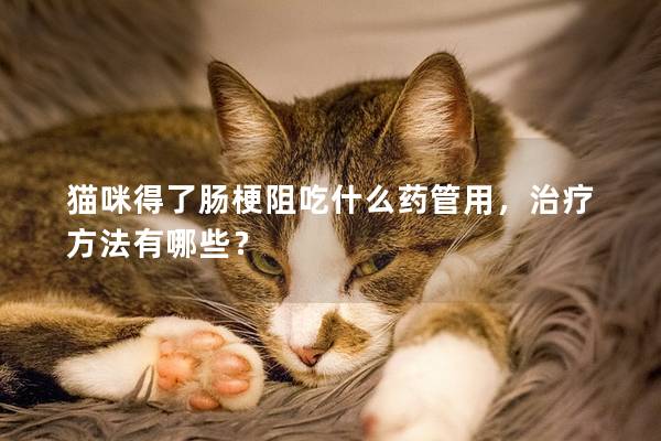 猫咪得了肠梗阻吃什么药管用，治疗方法有哪些？