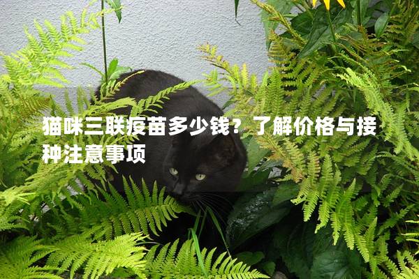 猫咪三联疫苗多少钱？了解价格与接种注意事项