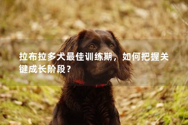 拉布拉多犬最佳训练期，如何把握关键成长阶段？