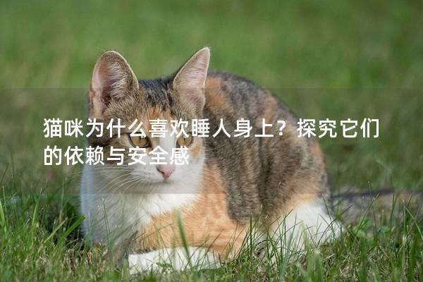 猫咪为什么喜欢睡人身上？探究它们的依赖与安全感