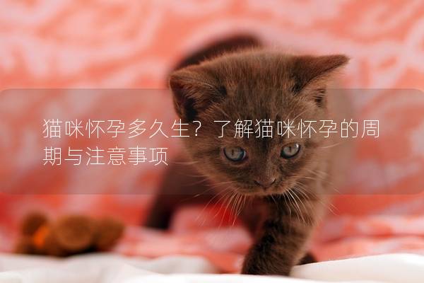 猫咪怀孕多久生？了解猫咪怀孕的周期与注意事项