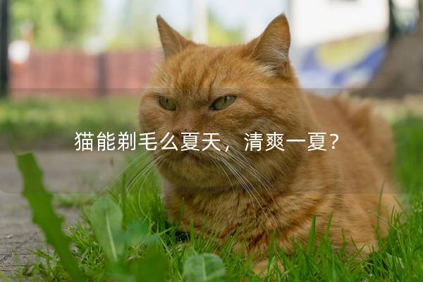 猫能剃毛么夏天，清爽一夏？