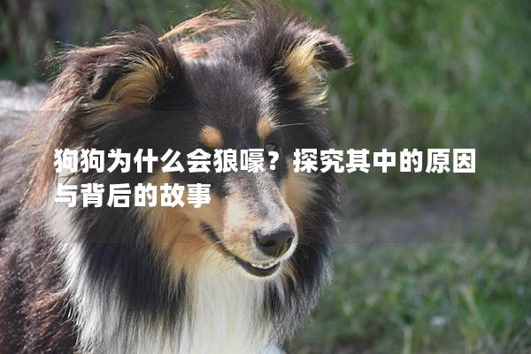 狗狗为什么会狼嚎？探究其中的原因与背后的故事