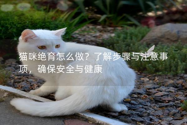 猫咪绝育怎么做？了解步骤与注意事项，确保安全与健康