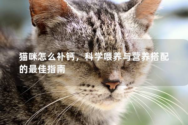 猫咪怎么补钙，科学喂养与营养搭配的最佳指南