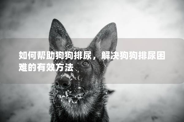 如何帮助狗狗排尿，解决狗狗排尿困难的有效方法