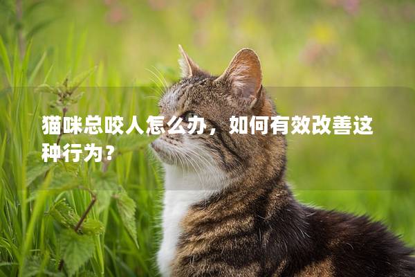 猫咪总咬人怎么办，如何有效改善这种行为？