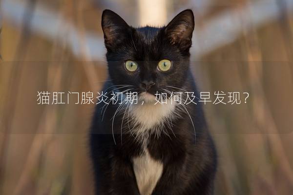 猫肛门腺炎初期，如何及早发现？