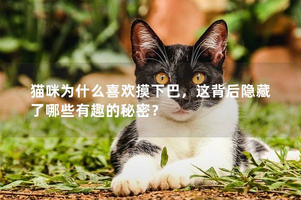 猫咪为什么喜欢摸下巴，这背后隐藏了哪些有趣的秘密？