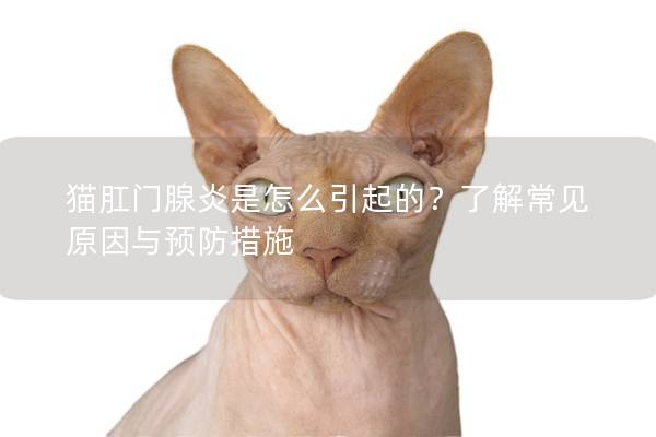 猫肛门腺炎是怎么引起的？了解常见原因与预防措施