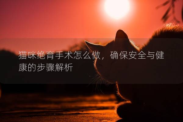 猫咪绝育手术怎么做，确保安全与健康的步骤解析