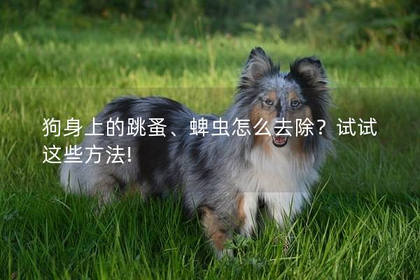 狗身上的跳蚤、蜱虫怎么去除？试试这些方法!