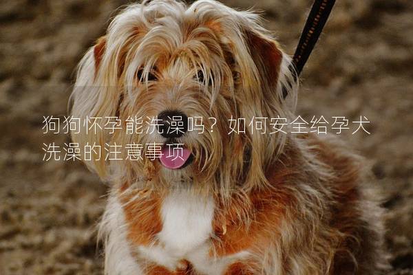 狗狗怀孕能洗澡吗？如何安全给孕犬洗澡的注意事项