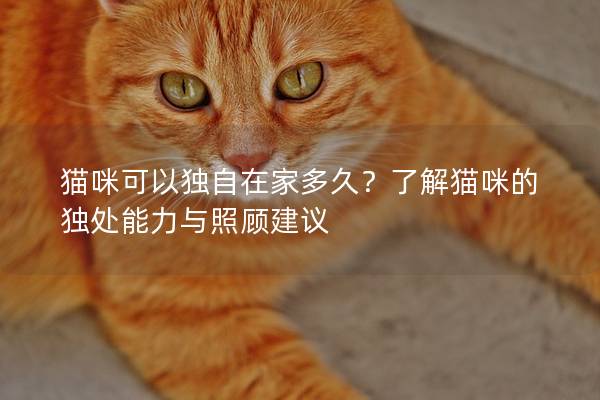 猫咪可以独自在家多久？了解猫咪的独处能力与照顾建议