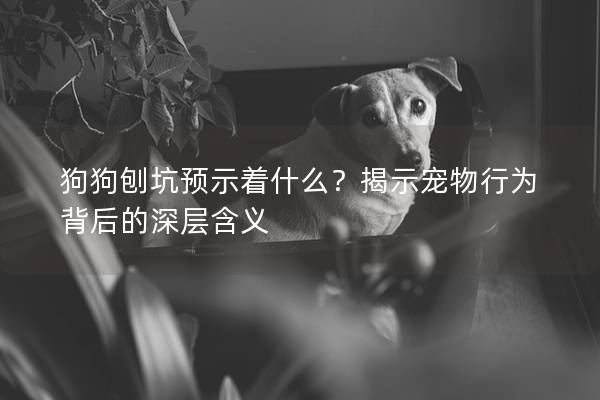 狗狗刨坑预示着什么？揭示宠物行为背后的深层含义