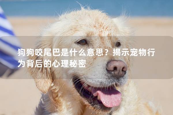 狗狗咬尾巴是什么意思？揭示宠物行为背后的心理秘密