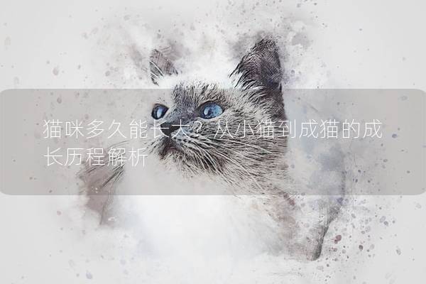 猫咪多久能长大？从小猫到成猫的成长历程解析