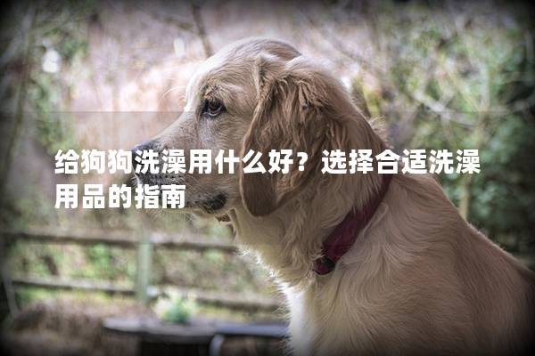 给狗狗洗澡用什么好？选择合适洗澡用品的指南